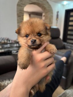 Nemecký špic, pomeranian - 6