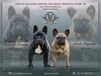 FRANCÚZSKY BULDOČEK s pp - 6