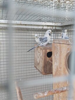 Predám rôzne druhy papagájov - 6