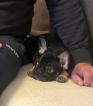 Francúzsky buldoček - 6