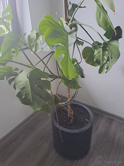 Monstera kvet cca 30-40cm - 6