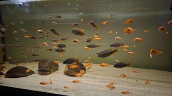 Africké cichlidy Malawi - 6