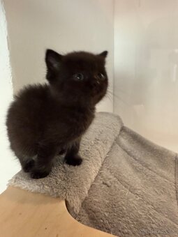 Škótske Klapouché/Rovnouché (Scottish Fold/Straight) - 6