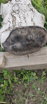 Orechový kmeň - 6