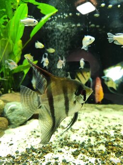 Predám tetra KONGO, skalar - 6