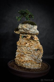 Bonsai Krajinka v miske - 6