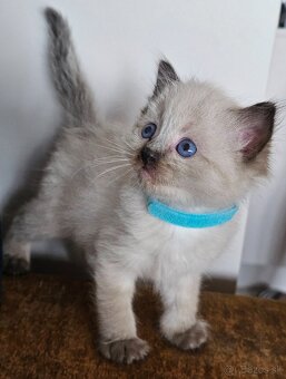 Ragdoll maciatka - 6