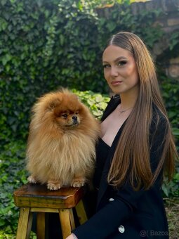 Pomeranian Boo-šteniatká na predaj - 6