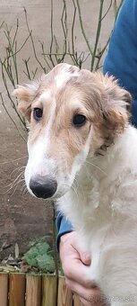 Barzoj ruský chrt s PP - 6