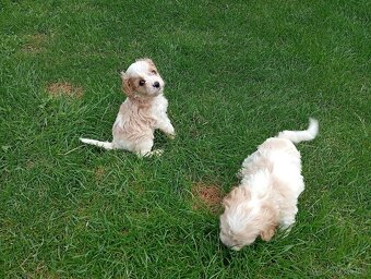 Cavapoo - 6