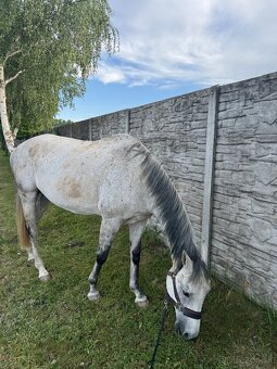 Skvely 14 rocny valach na prenajom - 6