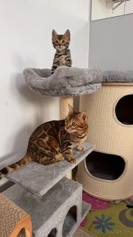 Bengalska mačka s rodokmeňom, Bengal Cat - 6