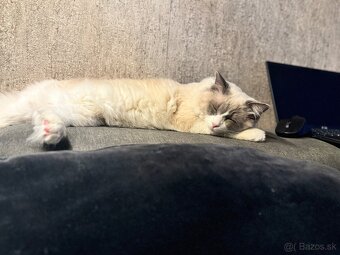 Ragdoll - 6