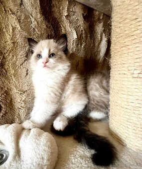 Ragdoll mačiatka - 6