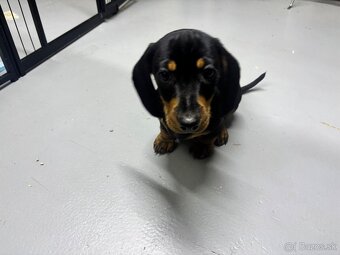 Jazvečík kratkosrstý - 6