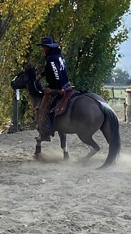 Apha žrebec pripuštanie - 6