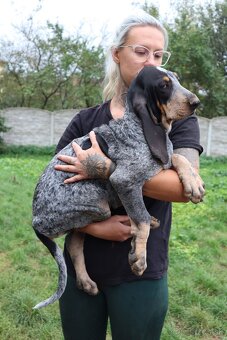 Velký gaskonský pes s PP FCI jako bracco italiano bloodhound - 6