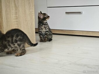 Bengálska mačka,kocur,mačiatko,Bengal - 6