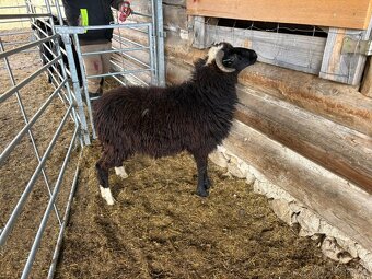 Barany pôvodná valaška - 6