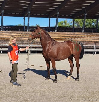 Všestranný valach Shagya arab - 6