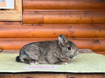 Zdrobneny divosfarbeny - 6