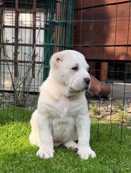 Stredoázijský ovčiak - 6