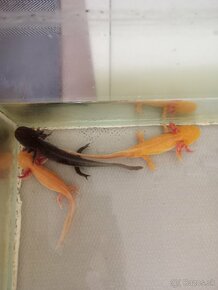 Axolotl mexický - 6