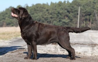 Prodám štěňátka Labradora s pp - 6
