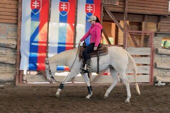 Pripúšťanie charakterným QH cremello žrebcom - 6