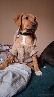 Šteniatko fenka - 6