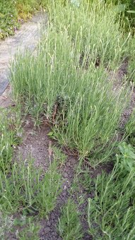 Levanduľa lekárska  - sadenice - 6