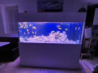 Akvárium 1000L cichlidy - 6