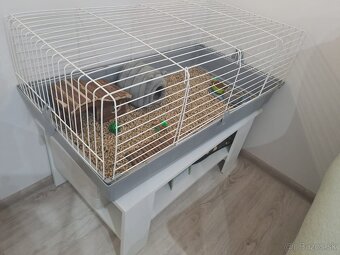 Ježko bielobruchý s vybavením - 6