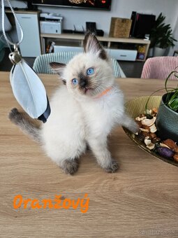 Ragdoll mačiatka - 6