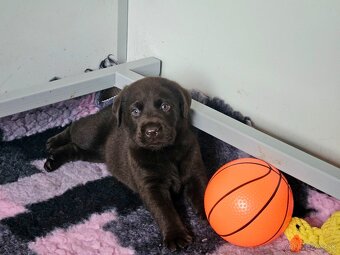 Labrador šteniatka s PP - 6