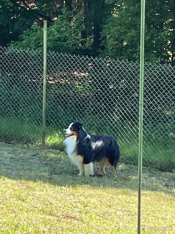 Austrálsky ovčiak - krytie, PP - 6