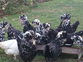 Predám hudánky čiernobiele - 6