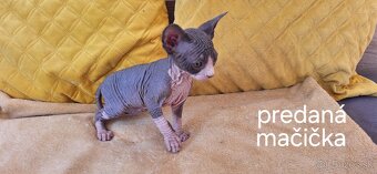 Mačiatka Kanadský sphynx bez PP - 6