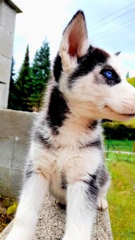 Sibirsky husky hasky - 6