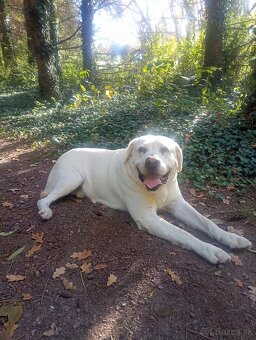 Labrador- krytie - 6