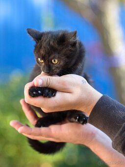 Darujem mačiatka z ulice - čierne, sivé, whiskas - 6