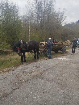 Predám kobylu - 6