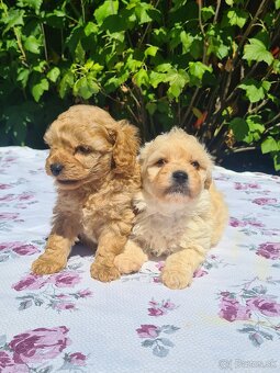 Maltipoo - 6