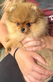 Pomeranian s pp FCI - 6