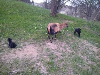 Kamerunské ovce - 6