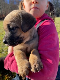 Šteniatka po super rodičoch ❤️ - 6