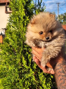 Oranžový špic -Pomeranian - 6