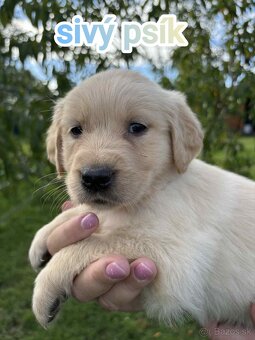 Šteniatka zlatý retriever - 6