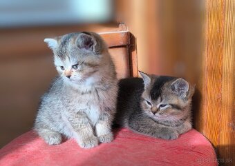 Britská kratkosrstá - 6