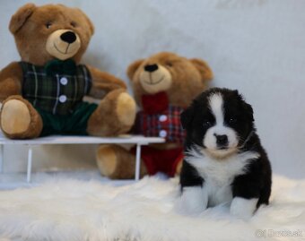 Miniatúrny americký ovčiak - 6